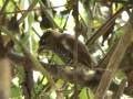 videos de PICA-PAU-ANÃO-BARRADO Picumnus cirratus