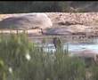 lions crossing river