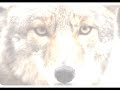 Coyote Lines, No. 8