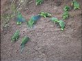 Timpia Clay Lick Part I