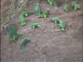 videos de Timpia Clay Lick Part I