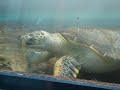 Big Turtle