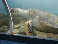 Big Turtle
