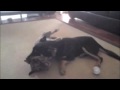 brutal dog fight
