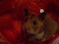 Bianca, my hamster.... running.... again. Bianca, my hamster.... running.... again.