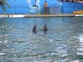 delfini