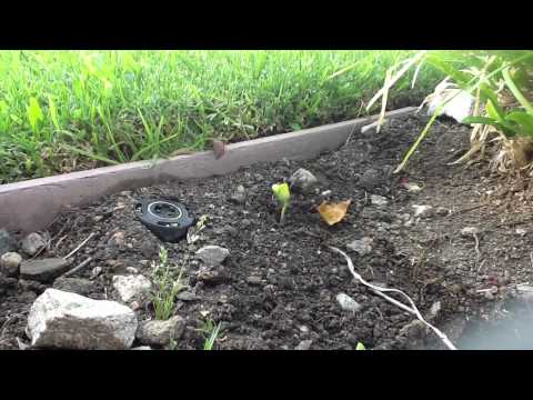 how to replant a sunflower