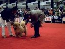 CHOWS IGAMS LATINOAMERICAN DOG SHOW September 14 2008