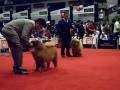 CHOWS IGAMS LATINOAMERICAN DOG SHOW September 14 2008