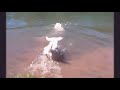 Watch 'Bulldog enseñandole a nadar a un Golden Retriever   '
