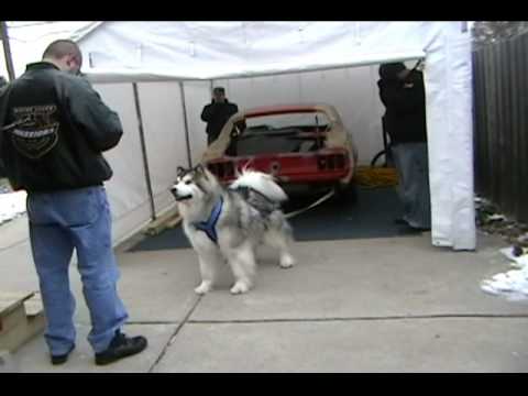 malamute