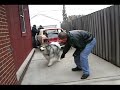 Avalanche - Malamute pulls car