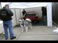 Avalanche - Malamute pulls car