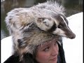 Dave's custom made fur mountain man hats, black powder hats , headbands, earmuffs and more!