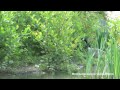 Click here to watch this video Val-de-Marne : kayak sur la Marne et guinguette