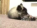 Shadow the 11 week old Keeshond puppy