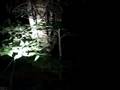 Possible Bigfoot Sighting?