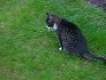 Waardeloze kat (als muizenvanger althans)