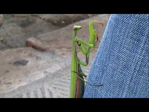 mantis in the city