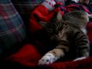 Kitty and Dad take a nap Kitty and Dad take a nap