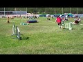Agirotu 5.7.2008, Croatian Sheepdog \"Pimpo\", Open SM karsint