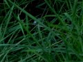Guinea Pig Bob Hiding and Eating in the Grass Guinea Pig Bob Hiding and Eating in the Grass