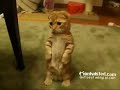 Cupcake The Kitten