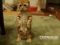 Cupcake The Kitten