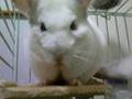チンチラ・キララのおたのしみタイム（Chinchilla）