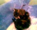 Persian Kitty - CUTE!