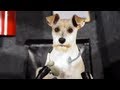 Video: Dog Pilot Crashes Plane