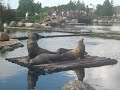 Dolfinarium Harderwijk Zeeleeuwen en Dolfijnen