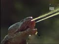 vibora cobra escupe a un leon