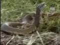vibora cobra escupe a un leon