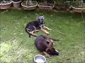 Tomcat mintu attack on doggy Tyson Tomcat mintu attack on doggy Tyson