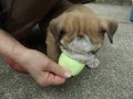 Click here to watch this video ママ、母、子でボール遊び
