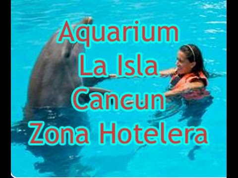Les dauphins de l’aquarium de la Isla de Cancun, Mexique.