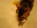Jambi attacks new toy and refuses to give it up.