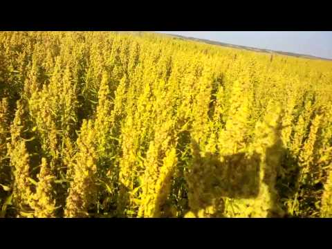 how to harvest quinoa