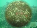 Dominican Republic Scuba Diving