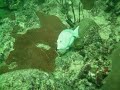 Dominican Republic Scuba Diving