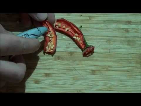 how to harvest chillies
