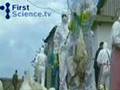 Bird flu - natural bio-terrorism