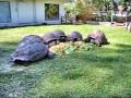 Aldabra & Galapagos Tortoise Feeding Time