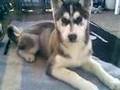 jecky (mein husky) =)