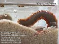 Nereis virens digging in fast reverse Nereis virens digging in fast reverse