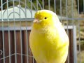 Canaries-My little angels Canaries-My little angels