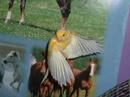 Canaries-My little angels