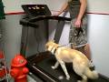 videos de Dogstown University