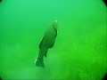 Hechte, Barschschwärme, Schleien, Krebse im MarxWeiher Hechte, Barschschwärme, Schleien, Krebse im MarxWeiher